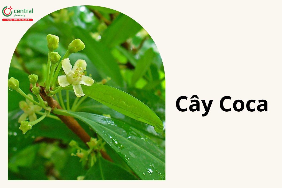 Coca (Erythroxylum coca Lam.)