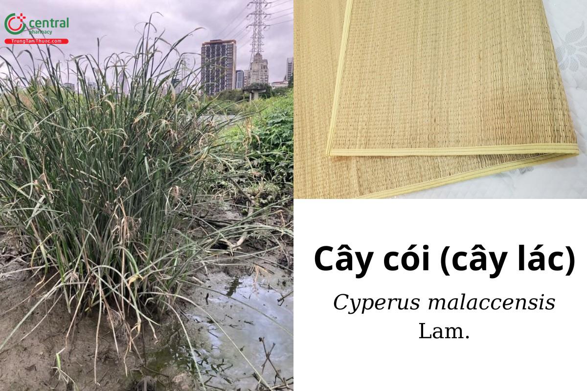 Cói (Lác - Cyperus malaccensis Lam.)