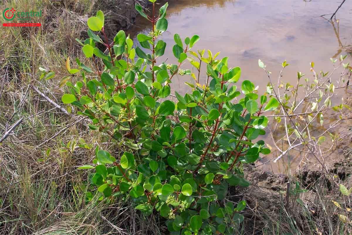 Côi (Scyphiphora hydrophylacea)