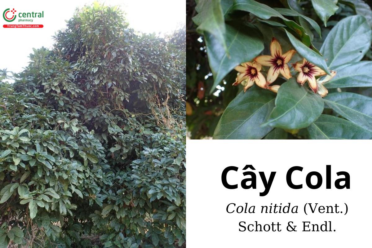 Cola (Cô la - Cola nitida (Vent.) Schott & Endl.)