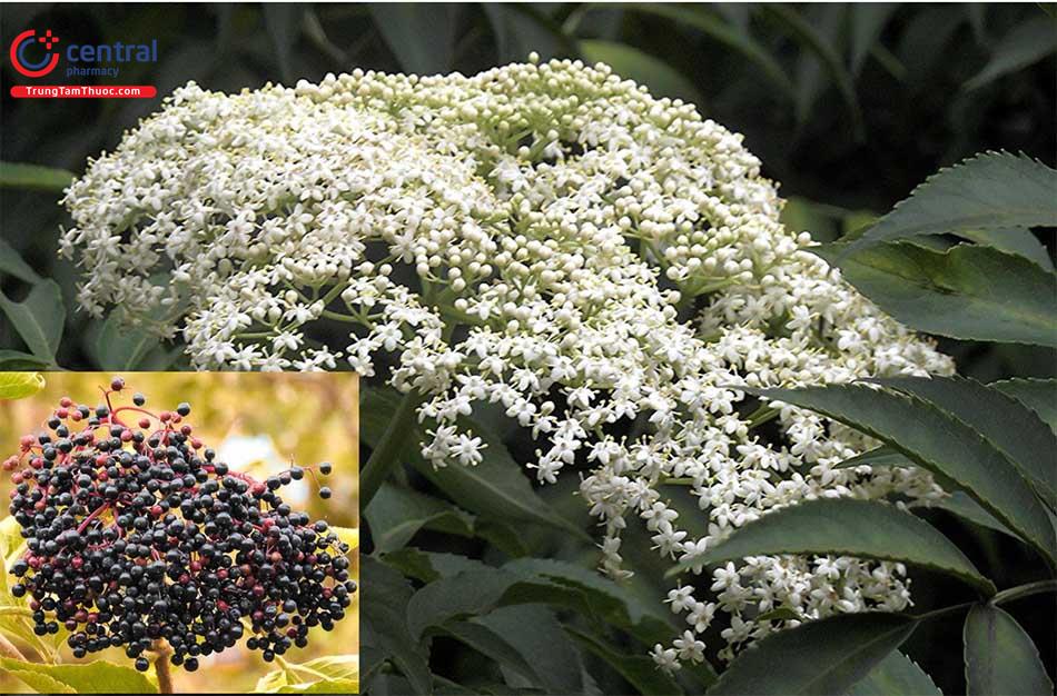 Cơm Cháy (Sambucus javanica Reinw. ex Blume)