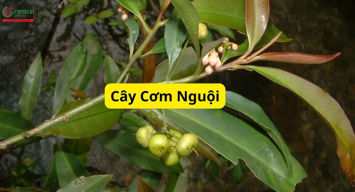 Cơm Nguội (Ardisia quinquegona Blume)