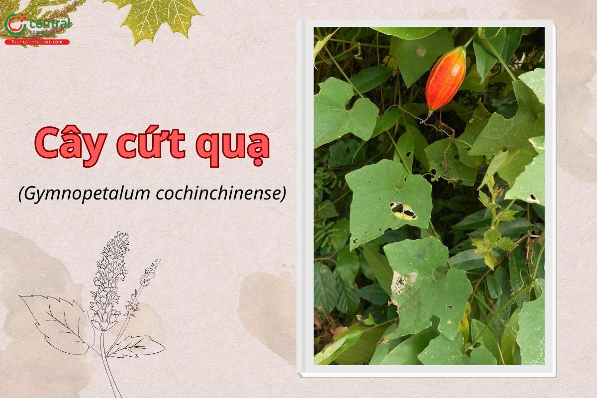 Cây cứt quạ (Quạ quạ, Dây cứt quạ - Gymnopetalum cochinchinense)