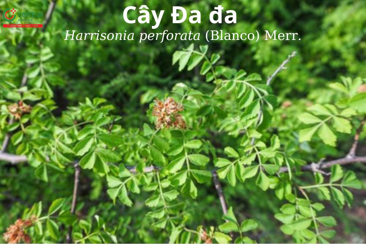  Đa đa (Dây hải sơn, dây xân, dây săng, cò cưa, mắt mèo gai - Harrisonia perforata (Blanco) Merr.)