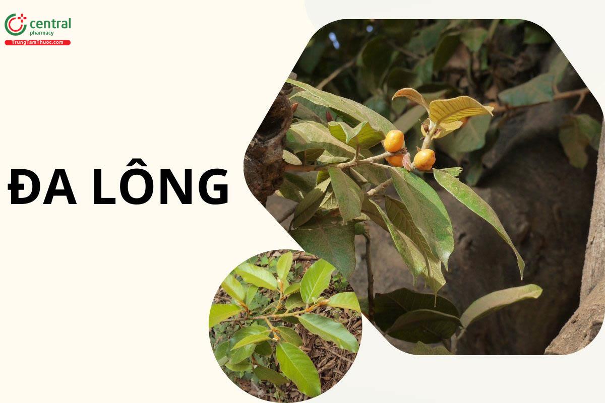 Đa Lông (Tân Di Thụ - Ficus drupacea Thunb.)