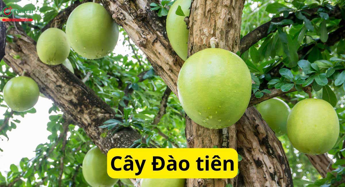 Đào Tiên (Quả Trường Sinh - Crescentia cujete L.)