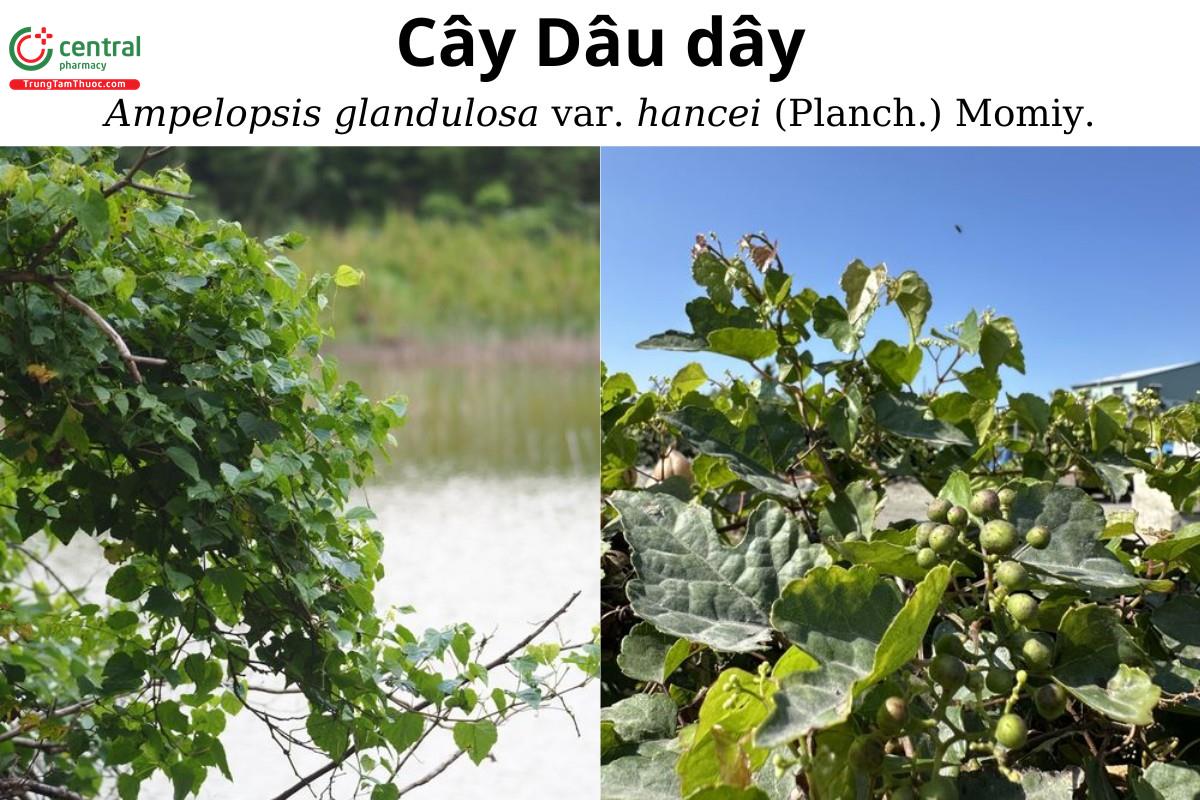 Dâu dây (Dã bồ đào, Song nho dị diệp, Nho rừng, Nho dại, Dâu rừng - Ampelopsis glandulosa var. hancei (Planch.) Momiy.) 