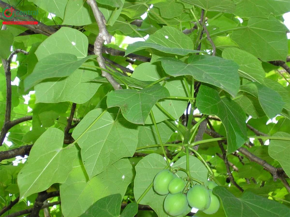 Dầu Mè (Dầu Lai, Ba Đậu Nam, Đậu Cọc Rào - Jatropha curcas L.)