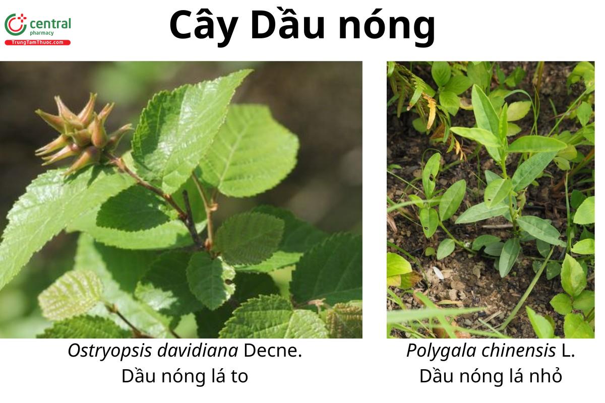 Dầu nóng (Dầu nóng lá to - Ostryopsis davidiana Decne. và Dầu nóng lá nhỏ - Polygala chinensis L.)