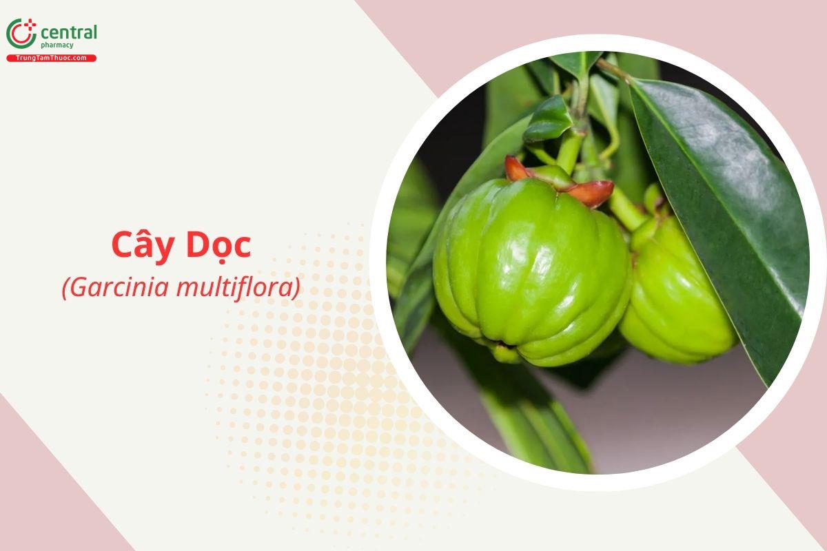 Cây Dọc (Garcinia multiflora)