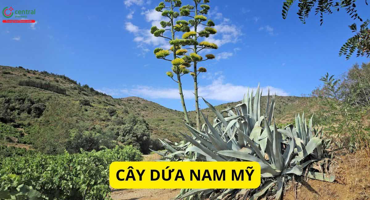 Dứa Nam Mỹ (Dứa Bà, Lưỡi Lê, Thùa - Agave americana)