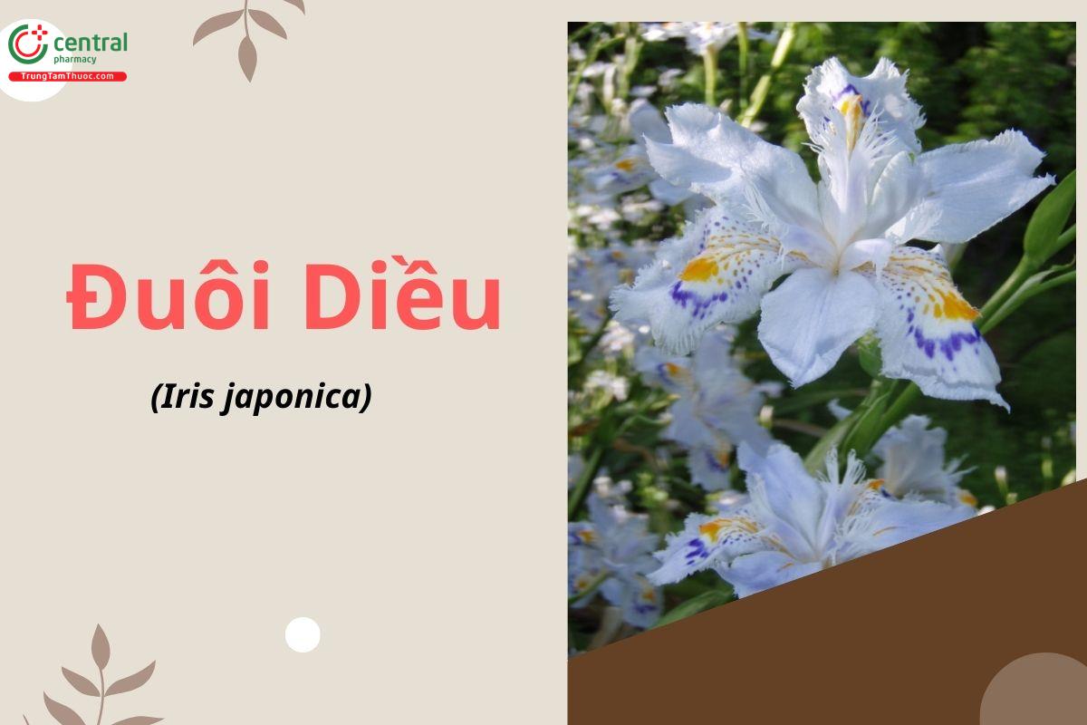 Đuôi diều (Hồ điệp hoa - Iris japonica)