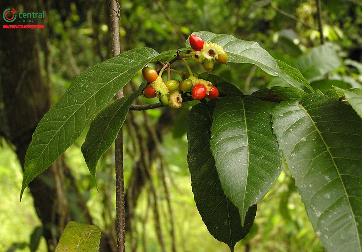 Duối Leo (Ruối Leo - Trophis scandens (Lour.) Hook. et Arn.)