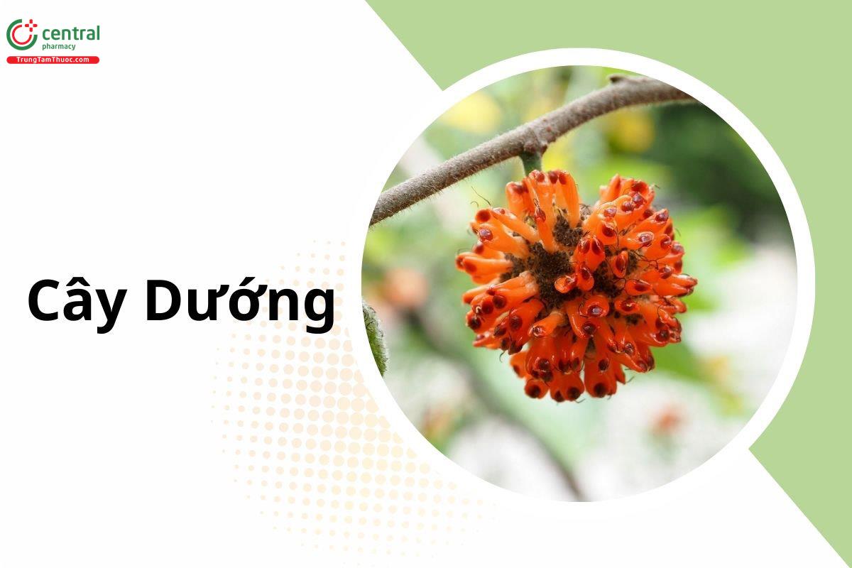 Dướng (Chử Thực Tử - Broussonetia papyrifera)