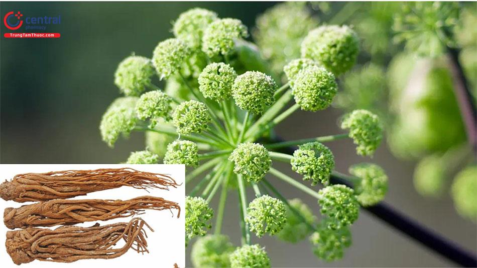 Đương Quy (Angelica sinensis (Oliv.) Diels)