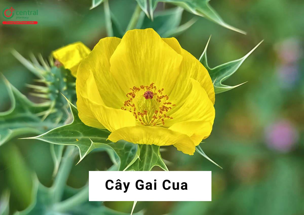 Gai Cua (Cà Dại Hoa Vàng - Argemone mexicana L.)