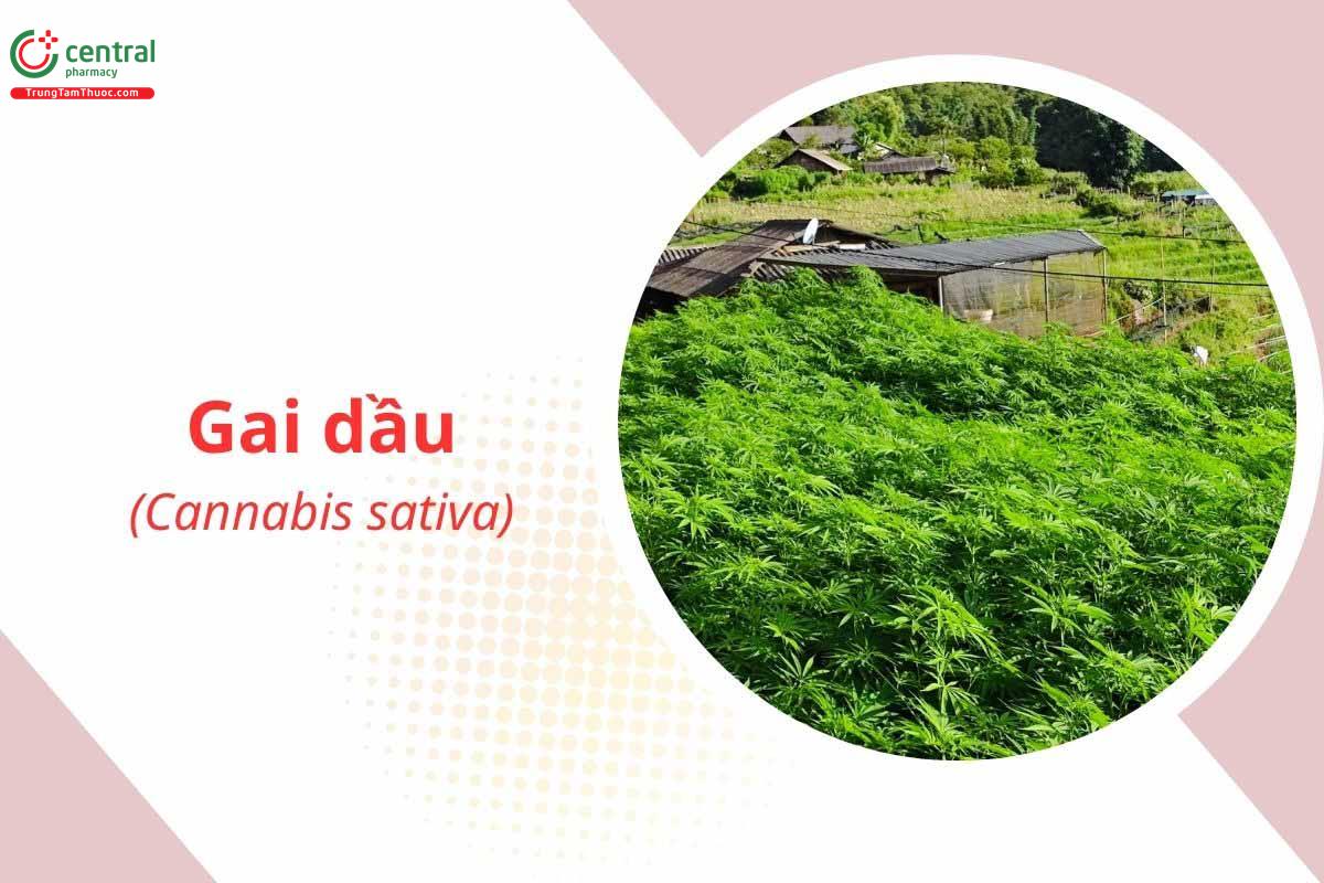 Gai Dầu (Cannabis sativa L. ssp. sativa)