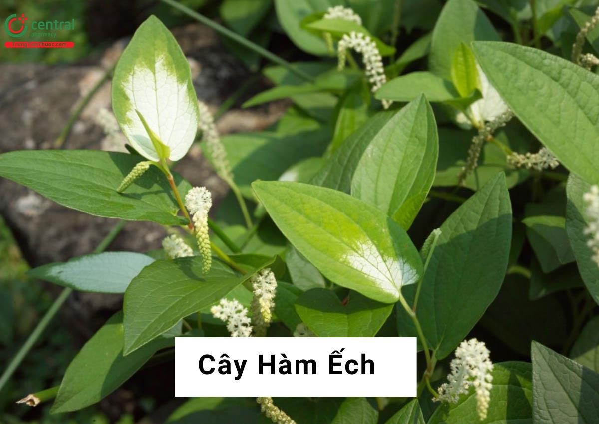 Hàm Ếch ((Trầu Nước - Saururus chinensis)