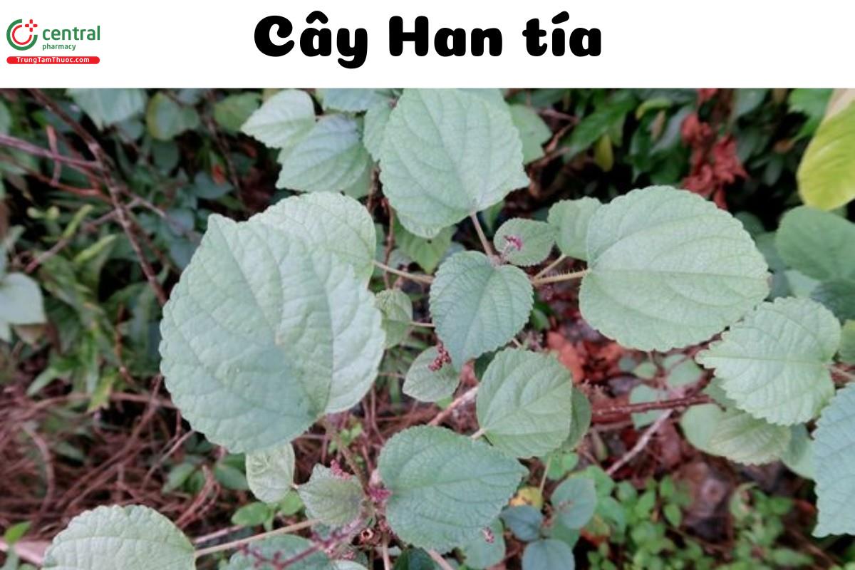 Han tía (Han lình, Han đỏ, Han tía tô, Nàng hai tía - Laportea violacea Gagnep.)