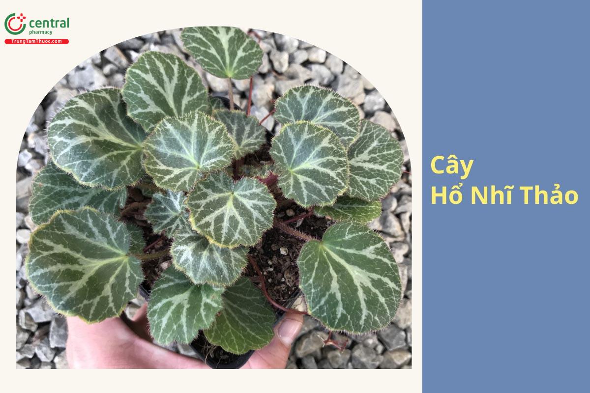 Hổ Nhĩ Thảo (Cây Hổ Nhĩ, Cỏ Tai Hổ - Saxifraga stolonifera)