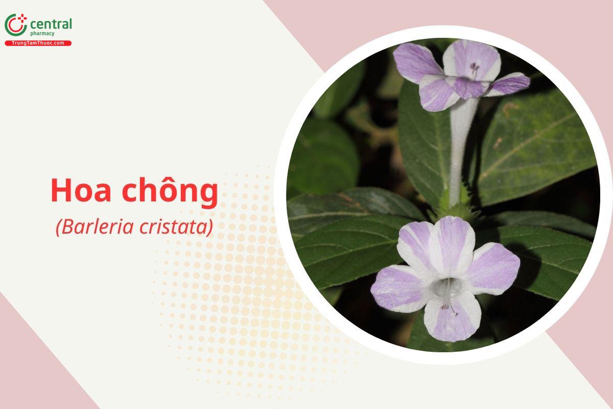 Hoa Chông (Barleria cristata L.)