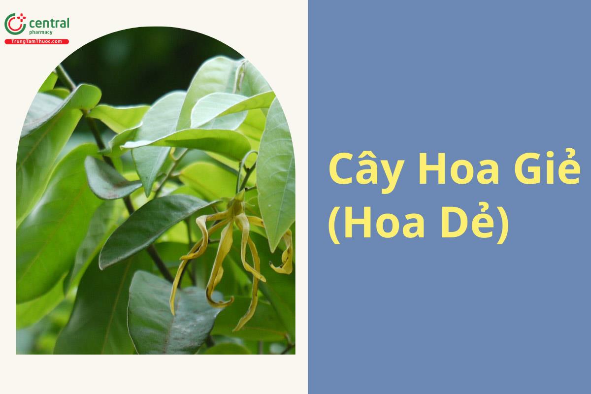 Hoa Dẻ (Hoa Giẻ - Desmos chinensis L.)