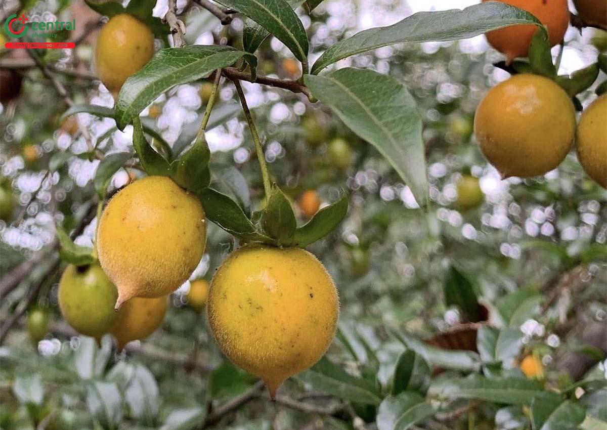 Hồng Đá (Hồng Cẩm Thạch - Diospyros cathayensis)