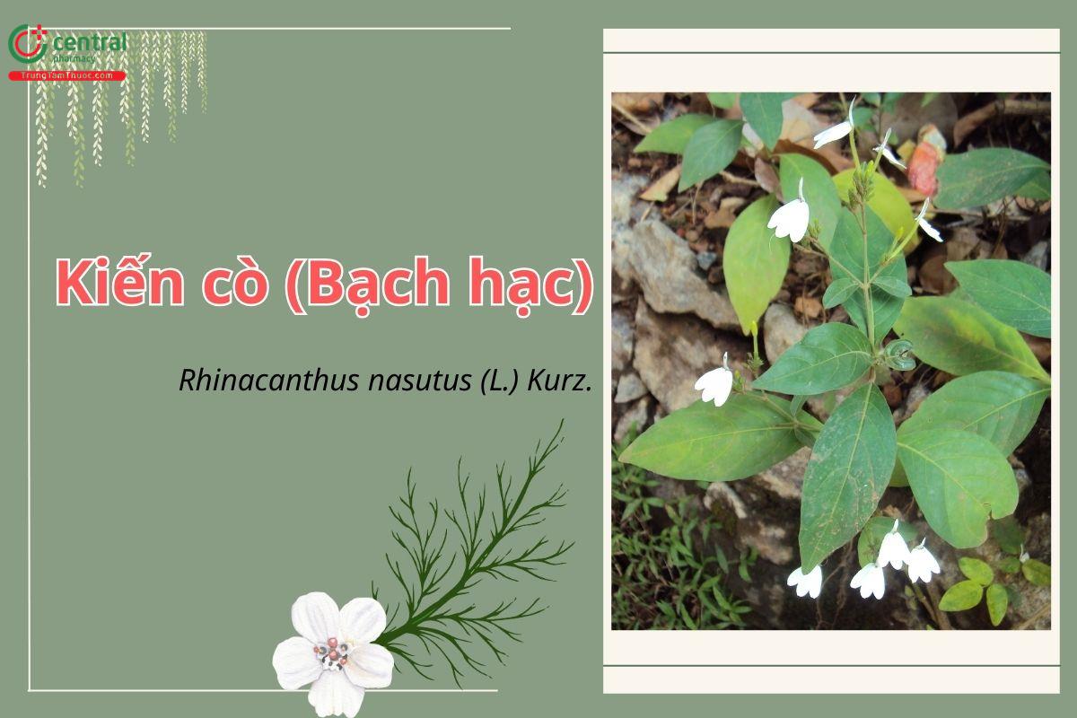 Kiến cò (Bạch hạc - Rhinacanthus nasutus (L.) Kurz)