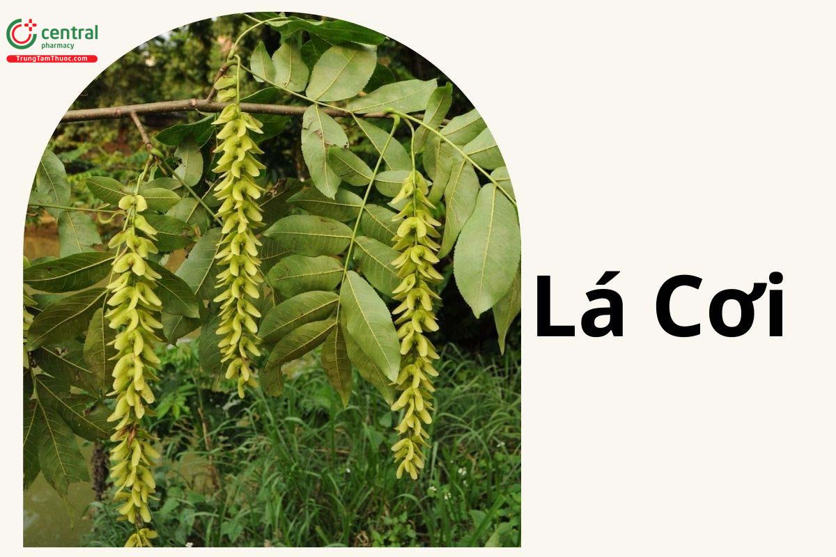 Cơi (Lá Cơi - Pterocarya tonkinensis)