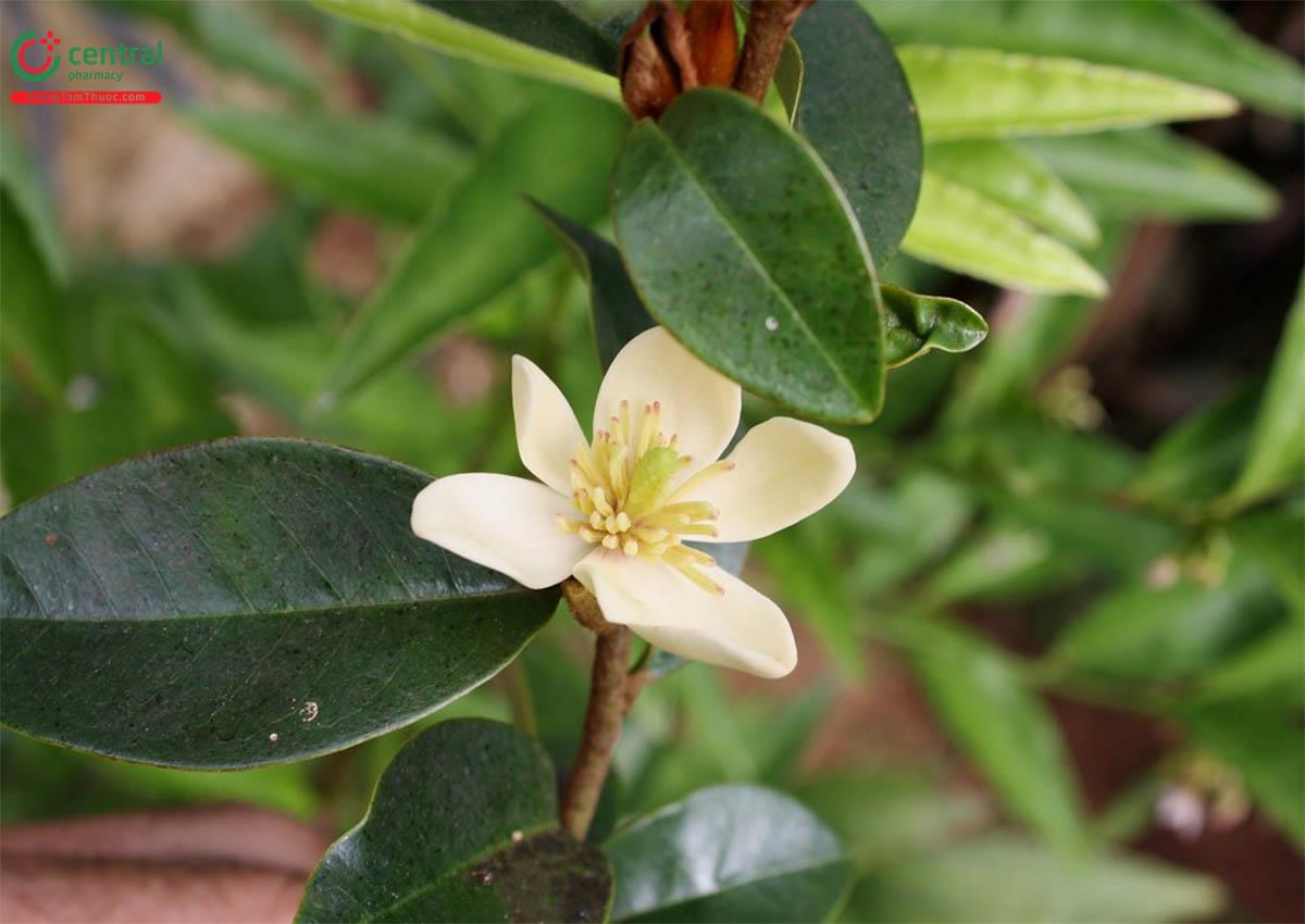 Lan Tiêu (Hàm Tiếu - Magnolia figo)