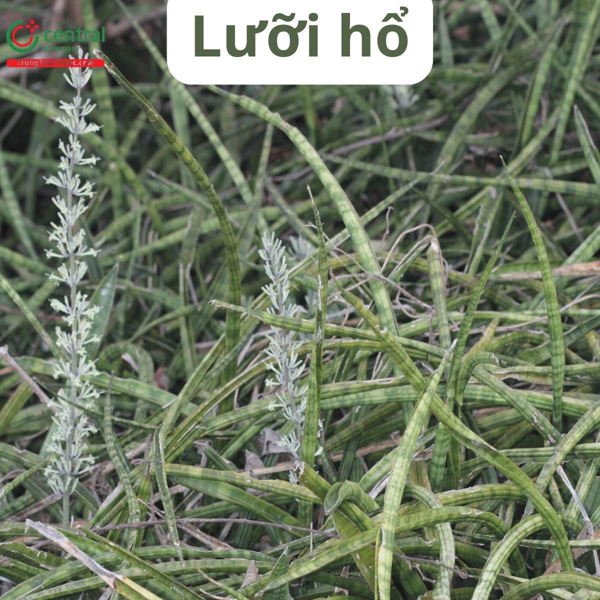 Lưỡi hổ xanh (Hổ vĩ, Lưỡi cọp xanh, Đuôi hổ vằn - Dracaena zeylanica (L.) Mabb.)