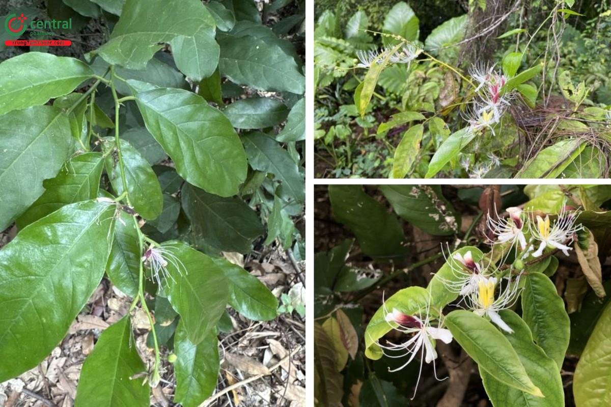 Mấm (Cáp gai nhỏ, Búng chè, Say son - Capparis micracantha DC.)