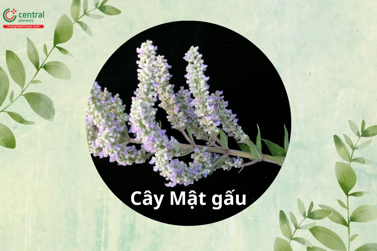 Cây Mật gấu (Hùng đởm thảo, Hy kiểm, Nhị rối ba lá - Isodon ternifolius (D.Don) Kudô)