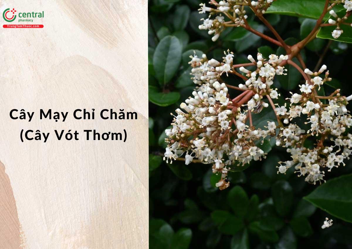 Mạy Chỉ Chăm (Viburnum odoratissimum Ker. Gawl.)