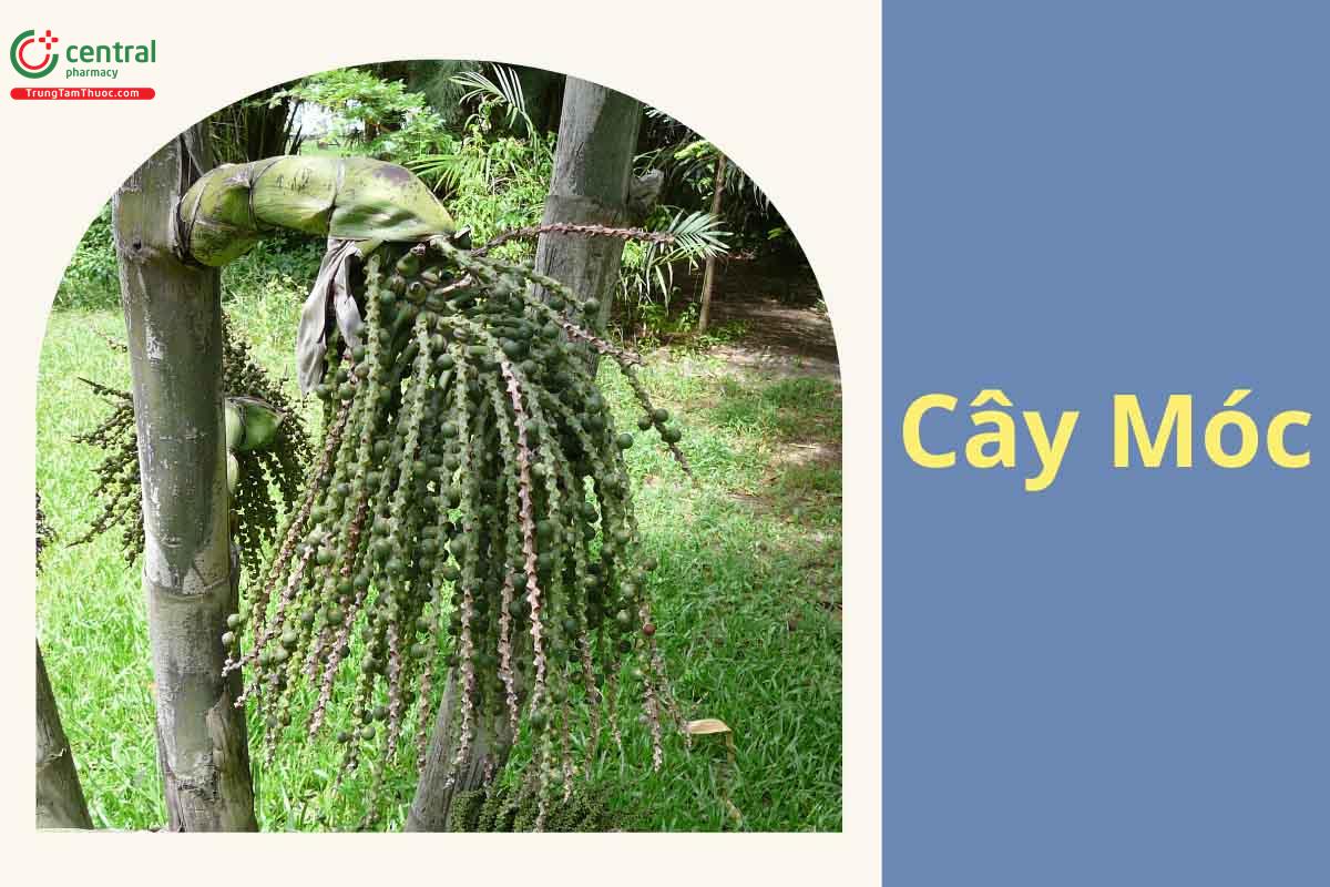 Móc (Đùng Đình, Đủng Đỉnh - Caryota urens)