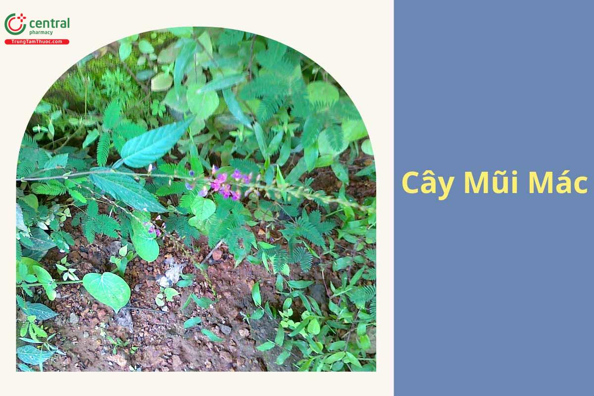 Mũi Mác (Cổ Bình - Desmodium triquetrum)