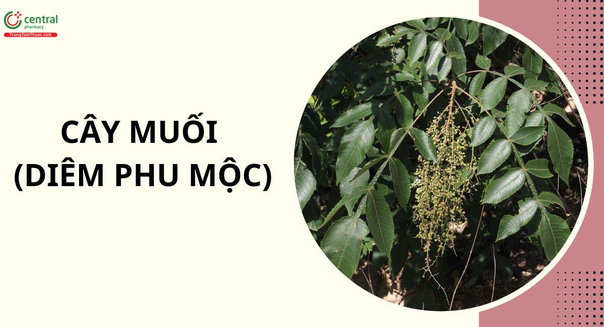 Cây Muối (Sơn Muối - Rhus chinensis Mill.)