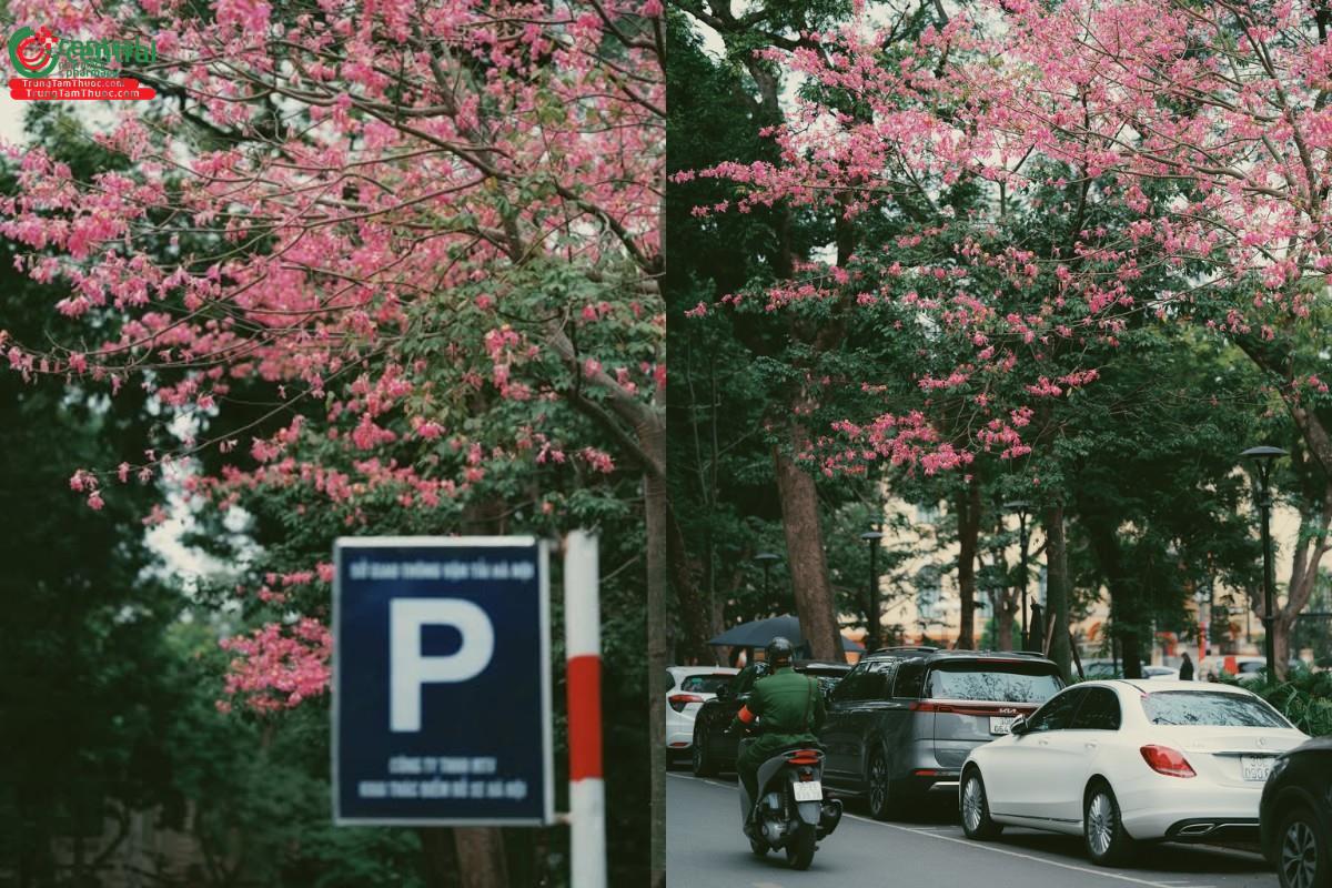 Mỹ nhân (Hồng mỹ nhân - Ceiba speciosa (A.St.-Hil., A.Juss. & Cambess.) Ravenna) 