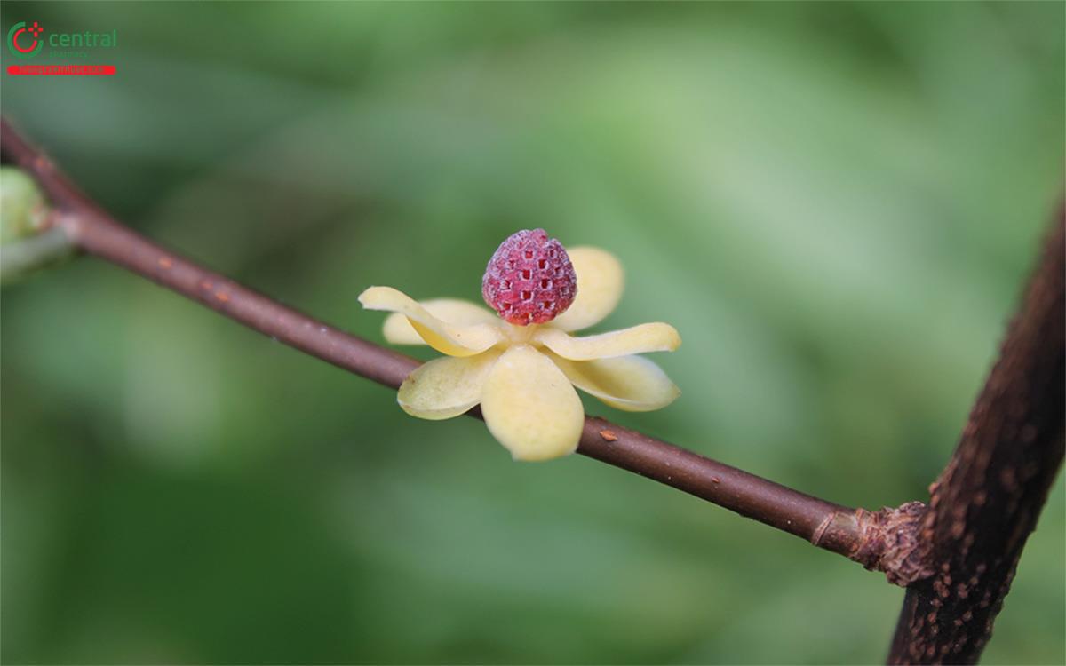 Na Rừng (Nắm Cơm, Dây Răng Ngựa - Kadsura heteroclita (Roxb.) Craib)