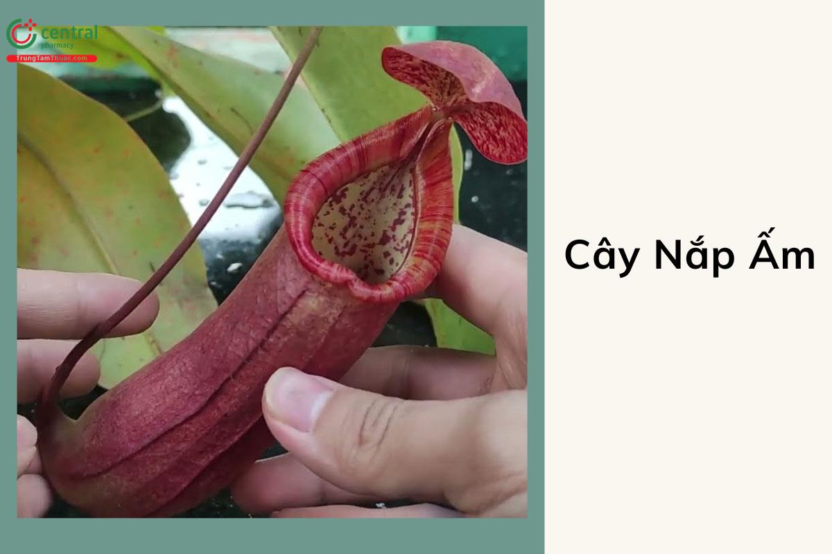 Nắp Ấm (Nepenthes annamensis Macfarl.)