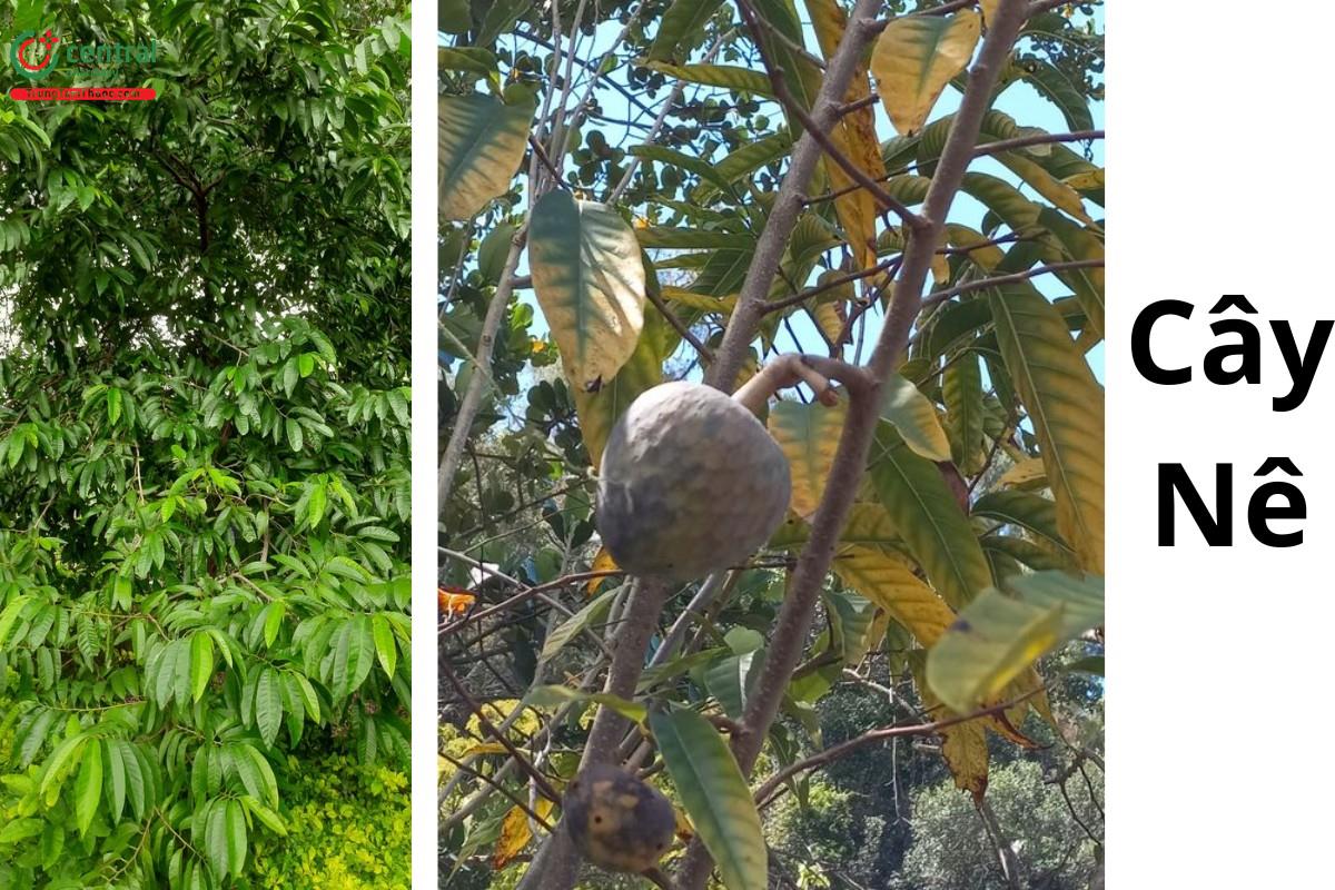 Nê (Annona reticulata L.)