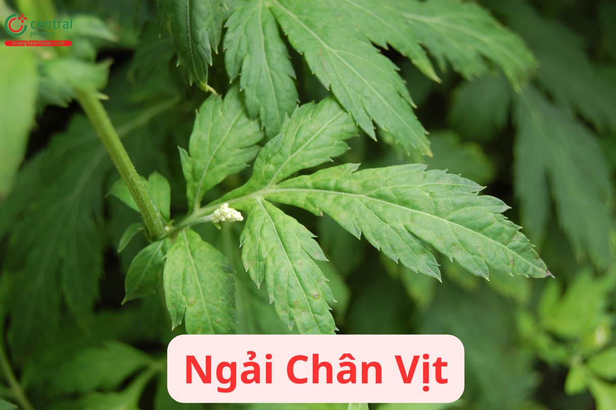 Ngải Chân Vịt (Ngải Trắng - Artemisia lactiflora)