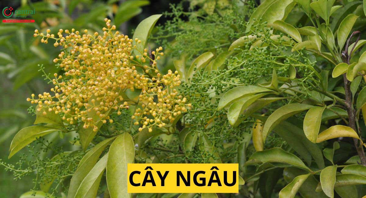 Ngâu (Mộc Ngưu - Aglaia odorata Lour.)