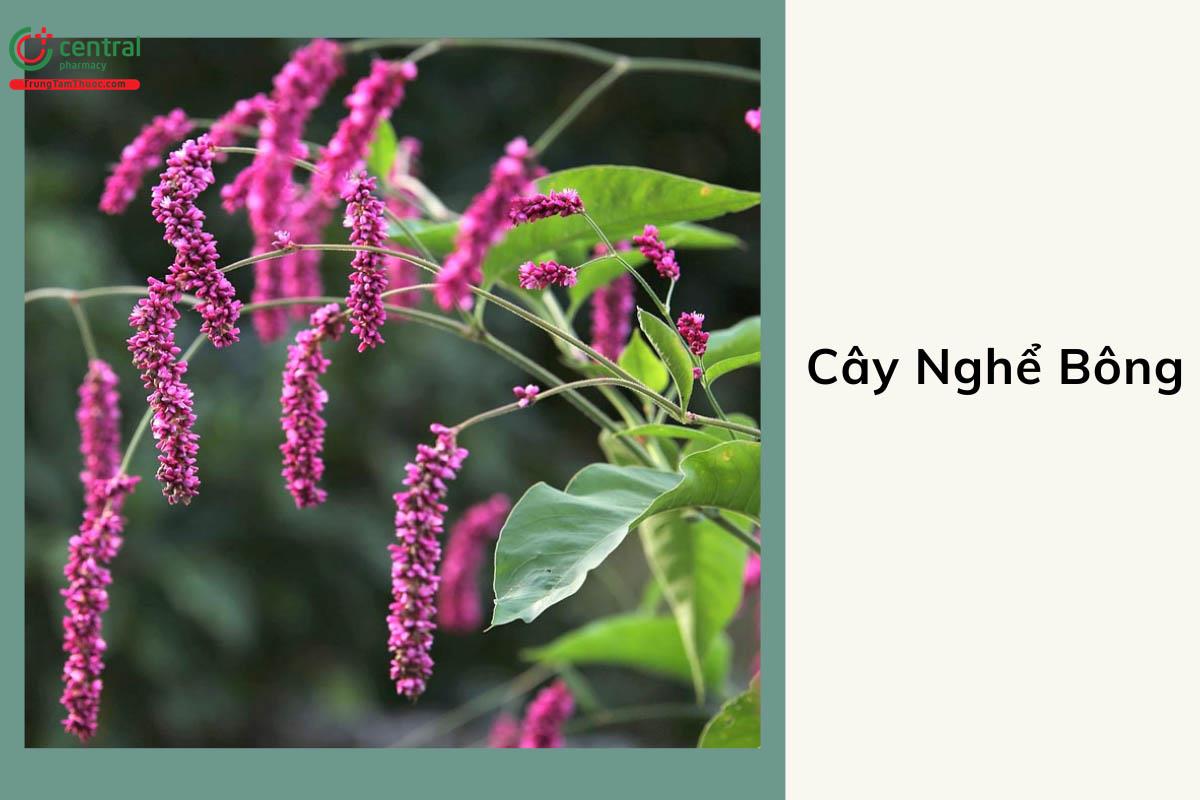 Nghể Bông (Nghể Bà - Polygonum orientale)