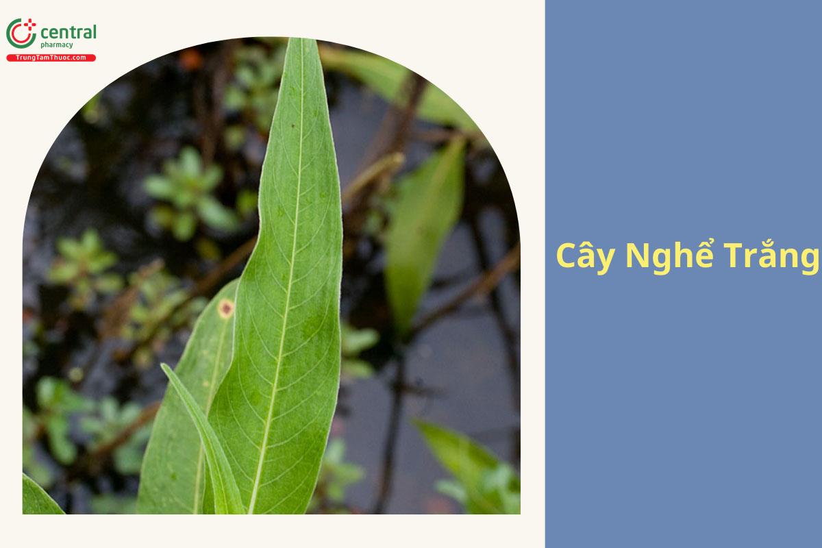 Cây Nghể Trắng (Nghể Râu - Polygonum barbatum L.) - chữa mụn nhọt, lở ngứa