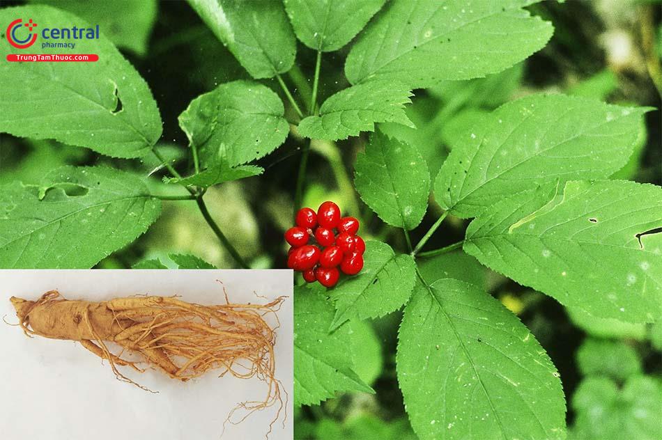 Nhân Sâm (Panax ginseng C. A. Meyer) 