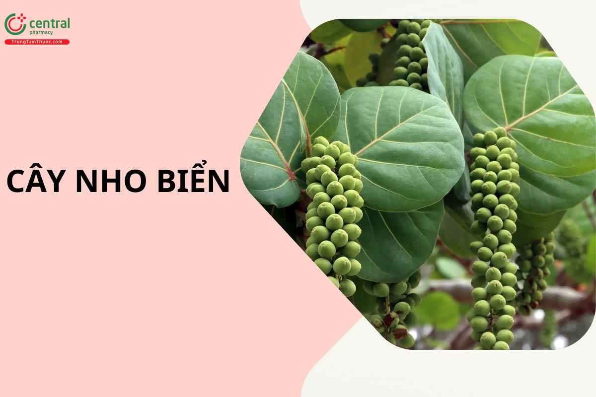 Nho Biển (Tra Biển - Coccoloba uvifera)