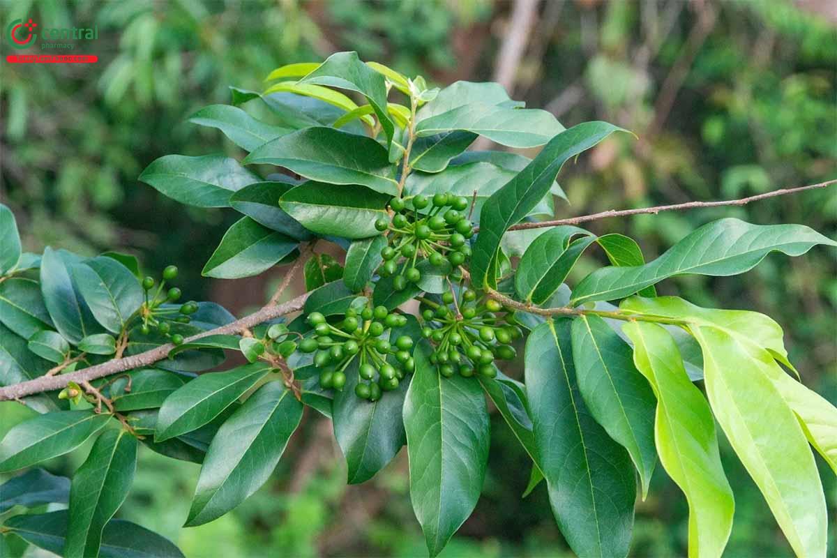 Nhọc (Đuôi Trâu - Polyalthia cerasoides (Roxb.) Benth. et Hook. f.)