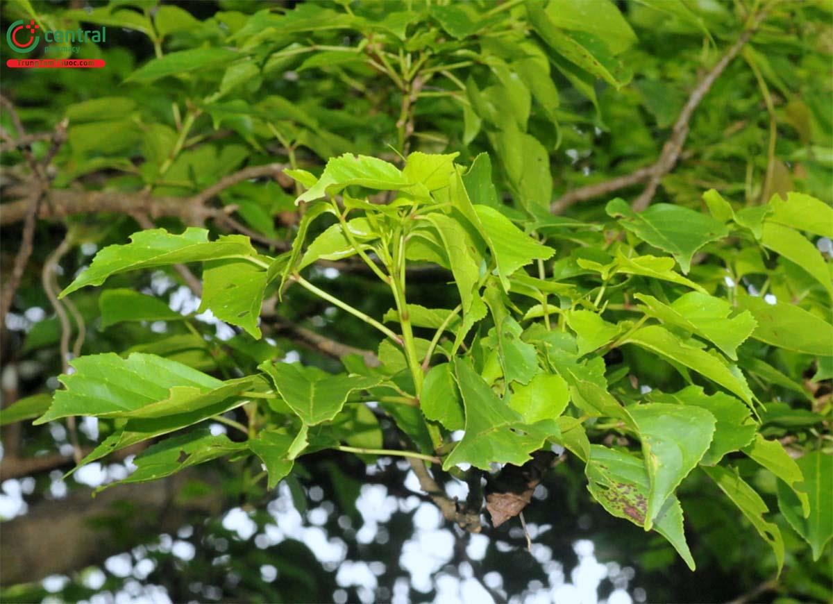 Nhội (Nhội Tía, Quả Cơm Nguội - Bischofia javanica Blume)