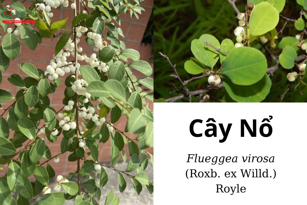 Cây Nổ (Flueggea virosa (Roxb. ex Willd.) Royle)